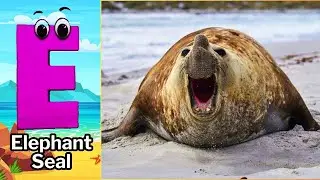 Alphabet Song with Sea Animals | ABC Learning Video for Preschool Kids | Koko Study Class