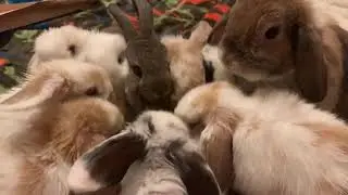Fae Haven Rabbitry - Where Loved Bunnies Make Lovely Pets