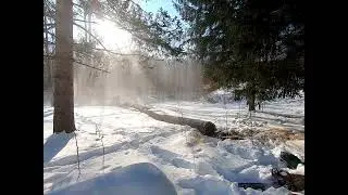 Arborist Struck by Falling Limb!