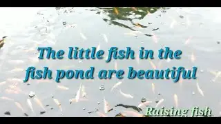 The little fish in the fish pond are beautiful | Primitive