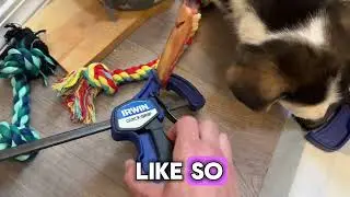 ★★★★★ Review Of Easy Tip For Preventing Puppy Choking - Best Bully Sticks Odorless For Dogs