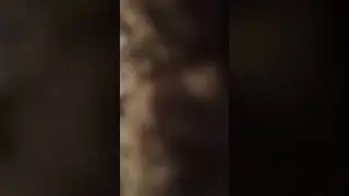 Scaredydog (pat 2)