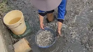 TA67 ||| Bắt cá khi nước cạn , hàng triệu con cá đã ch.ết do xuống kênh không kịp (T8)