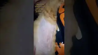 Kucing Bulbul Dan Jahitan Op Steril,Pyometra#kucingadopt