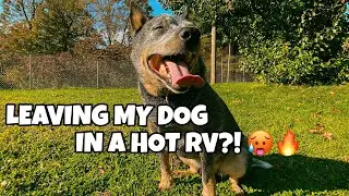 Waggle Pet Temperature Monitor for your RV ~ Review