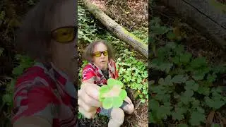 Forest Science&hellip;Part 2! #wordplay #weirdcomedy #cleverjokes #altcomedy #onelinerjokes #sillyhumor
