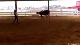 Reckless behavior: HORSE EDIT ❤️