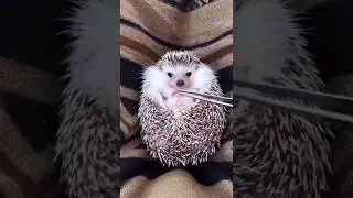 Wow So Cute 😍😍#short #animalslover #wild #wildanimals #wildlife #awwanimals #1mintanimals #cute