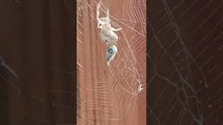 Одна из жертв сети #насекомые #жизнь #паук #интернет #internet #insects #battle #shorts #life