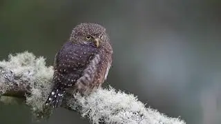 Costa Rican Pygmy Owl 2