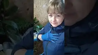 ОБЪЯВЛЕНИЕ по наличию черенков