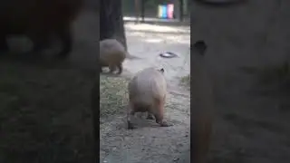 капибара а а