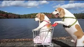 Epic Dogs Shopping Cart Adventure 🛒😂 Funny Dogs Bruno & Nala