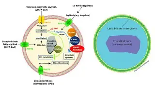 Peroxisome Definition, Structure, Biogenesis, Enzymes, Functions