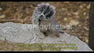 @uniqefacts3 the uniqe facts for squirrel 🐿️
