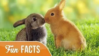 10 Fun Facts About Rabbits