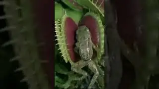 Venus Flytrap Plant 🌱 | #shorts #plants #frog #animals