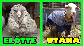 ÍGY NÉZ KI EGY BIRKA, HA ÉVEKIG NEM NYÍRJÁK MEG | Reddit válogatás