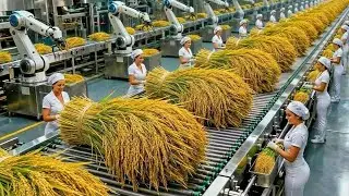 Inside a Modern Rice Factory – From Raw Rice to Finished Products (Full Process) Revealed