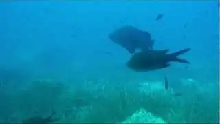 CERNIONE ANZIANE .mp4
