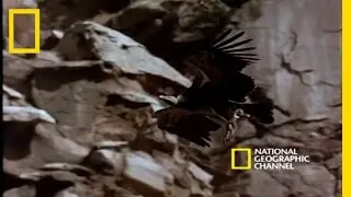 Savanna Vulture | National Geographic