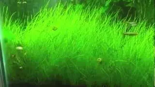 Tanichthys albonubes spawning - White Cloud Mountain minnows spawning