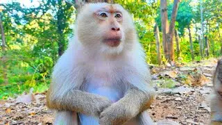 Poor Mommy Rozy....Monkey Rozy Looks Still S-a-d With Her Newborn Baby