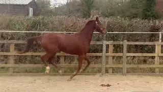 2022 colt by Johnny Depp (Bordeaux) x De Niro!