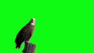 Green Screen Eagle_Video Footage -  HD Video Clips