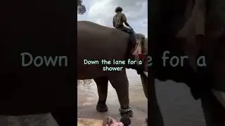 Dubare Elephant Camp Coorg #shortsvideo#coorg#dubareelephantcamp #karnataka #coorgtrip #viralvideo