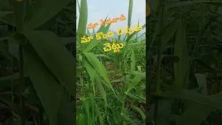 pedavadi konda chipuru cetthu