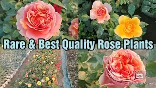 Rose Plants With Genuine Variety For Sale | *Stock Update*| Dutch Variety Roses And Other Rose plant