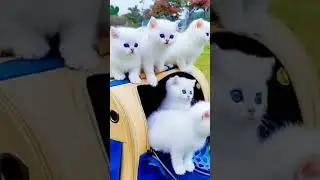 cute cat #funny cat #shorts #cute baby cat #beautiful white cute cats #youtubeshorts