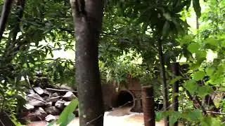 Dia chuvoso por aqui 🌧️ natureza, calma e rotina/ vida simples na ro&ccedil;a 