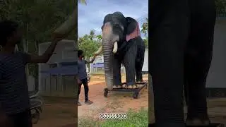 Realistic Robotic Elephant Sculpture | Aanamaker #roboticelephant