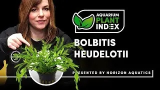 Bolbitis heudelotii Epiphyte Plant Care & Tips for Freshwater Aquariums & Aquascaping