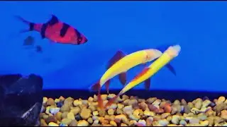 🐟COMMUNITY FISH AQUARIUM: Starfire Red Tiger Barb, Crayfish & Glo-Shark🐠