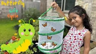 Caterpillar to Butterfly | Anaya grows butterflies at home| InsectLore