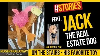 Jack the Real Estate Dog & His Toy #shorts