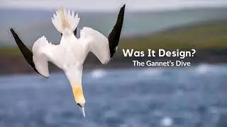 The Gannet&rsquo;s Dive
