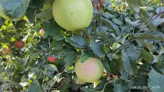 Яблука 