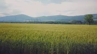 🌾🌽 Fields of Abundance: 4K Aerial View of Lush Cornfields in Full Bloom 🍃🎥
