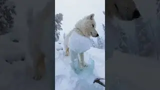 Frozen in Ice&hellip; Then This Happened ❄️🐺 | Giant White Wolf Rescue Caught on Camera #wolf #wildlife