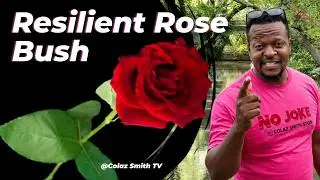 @Colazsmithtv: The Resilient Rose Bush Standing Strong in the Digital Garden | Characteristic