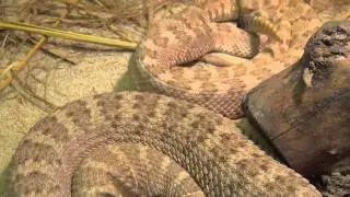 Gifttierhaus e.V. Eimsheim - Gefleckte Klapperschlange ( Crotalus mitchellii stephensi )