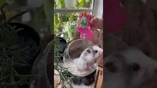 #cutepetvideos #hamsterland #hamstergram #hamsters #hamstagram
