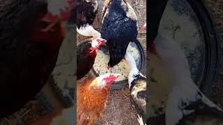Domastic chickens and ducks #shorts #poultry #farmlive
