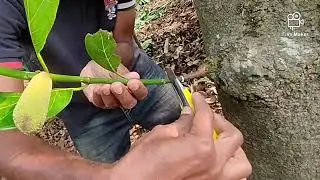 കറ കളഞ്ഞ് അടർത്തി ഒട്ടിച്ചാൽ ഒട്ടി പിടിച്ച് നിറഞ്ഞ് കായ്ക്കും     #grafting  #budding  #airlayering 