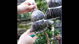 Branching Success - Air Layering Your Guava Tree for Abundant Growth