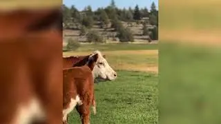 Atlas walking through the open field like he owns every horizon.